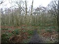 SE3214 : Silver birch in Seckar Wood by Christine Johnstone