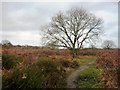 SE3214 : Main track through lowland heath at Shroggs Hill by Christine Johnstone