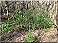 TQ7820 : Gooseberry bushes in Brede High Woods by Patrick Roper