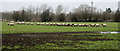 NZ3040 : Traipsing sheep in muddy field by Trevor Littlewood