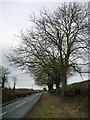 SE4448 : Winter trees, Hall Park Road by Christine Johnstone