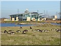 NZ5022 : Canada Geese at RSPB Saltholme by Oliver Dixon