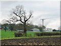 SE4548 : Winter tree at Hall Park by Christine Johnstone