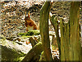 SZ0287 : Red Squirrel at Brownsea Island by David Dixon