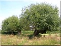 SP7703 : Pollarded willows by Simon Mortimer