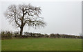 NZ2518 : Trees in hedge line by Trevor Littlewood