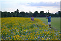 SP2964 : Enjoying the wildflowers, St Nicholas Park, Warwick, 2016 by Robin Stott