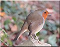 SU9941 : Winkworth Arboretum - Robin by Colin Smith