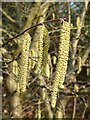 SO8642 : Catkins by Philip Halling