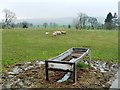 NZ1208 : Sheep pasture in the valley of Dalton Beck by Christine Johnstone