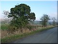 NY7913 : Ivy-covered tree, alongside Leacett Lane by Christine Johnstone