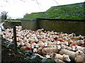 NY6927 : Sheep penned in at Halsteads by Christine Johnstone