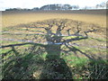 TL5002 : Tree shadow on a ploughed field by Peter S