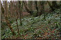 SX1451 : Snowdrops above Pont Pill by Christopher Hilton