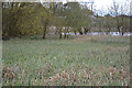 SP3778 : Sedges coming into flower at Stoke Floods, Stoke, southeast Coventry by Robin Stott