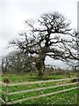 NY6127 : The Dalston Oak, from the west, Acorn Bank estate by Christine Johnstone