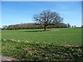 SK2206 : Lone tree, west of Hayter's Spinney by Christine Johnstone