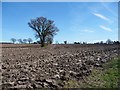 SK2308 : Trees on a former field boundary, west of Gorse Farm by Christine Johnstone