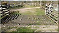 SK6168 : Cattle Grid with dandelions by David Lally