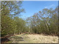 TQ3933 : A path on the edge of open heathland on Ashdown Forest by Marathon