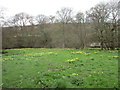 SE6696 : Wild daffodils by the River Dove by Jonathan Thacker