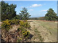 TQ4033 : Heathland near Hindleap Warren by Marathon