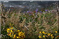 SN0439 : Gorse and bluebells on the cliff-edge, above Traeth Samuel by Christopher Hilton