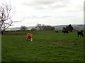 NZ1551 : Grazing cattle by Robert Graham