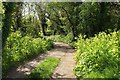 SX9065 : Alexanders, Stantaway Hill by Derek Harper