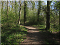  : Path in Swell Wood by Hugh Venables