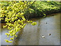 NT5173 : Oak coming into leaf over the River Tyne by M J Richardson