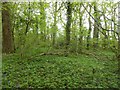  : Bluebells appearing in Swell Wood by David Smith