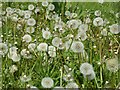 SO5170 : Dandelions (Taraxacum)  by Philip Halling