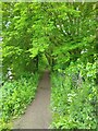 SU6086 : Thames Path near Bow Bridge by PAUL FARMER