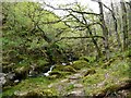 SH6842 : Path on the bank of Afon Goedol in Coed Cymerau by Christine Johnstone