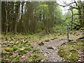 SH6842 : Public footpath, Coed Cymerau by Christine Johnstone