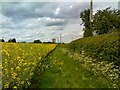 SO8593 : Rape Seed Field by Gordon Griffiths