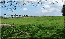  : Pasture field,east of Wenlli by Christine Johnstone