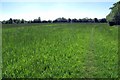 TL4808 : Hay Meadow by the M11 by Glyn Baker