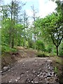 SO2926 : Tracks in Llanthony Wood by Christine Johnstone