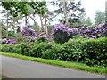 TF6628 : Rhododendrons near Wood Farm in Wolferton by Richard Humphrey