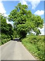 SP2626 : Ash tree in the hedgerow by Philip Halling