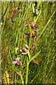 SX9690 : Bee orchid, Sandy Park by Derek Harper