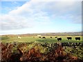 NZ1047 : Grazing cattle by Robert Graham