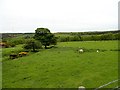 NZ1253 : Sheep grazing by Robert Graham