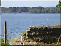 NJ7807 : Mute Swans on Loch of Skene by Stanley Howe