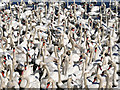 SY5783 : A Crowd of Swans Waiting to be Fed by David Dixon