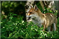 TQ3643 : British Wildlife Centre by Peter Trimming