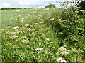 SO6370 : Cow parsley by Philip Halling