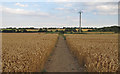 TL6207 : Public footpath through Wheat Field, near Butt Hatch Farm, Roxwell  by Roger Jones